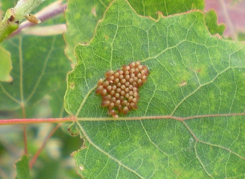 Ovature e larve neonate crisomela pioppo